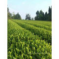 Green Tea of Organic